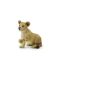 Lion Cub Sitting