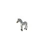Zebra Foal