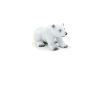 Polar Bear Cub Sitting