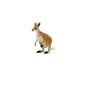 Kangaroo
