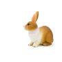 Rabbit Brown and White