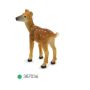 White Tailed Deer Fawn