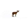 Cerf de Virginie Biche