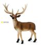 White Tailed Deer Stag
