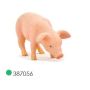 Piglet Feeding