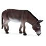 Donkey Grazing