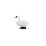 Mute Swan