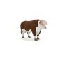 Hereford Bull