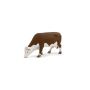 Hereford Cow Grazing