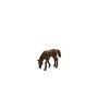 Arabian Foal Eating
