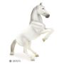 Lipizzaner Stallion
