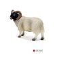 Black Faced Sheep Ram