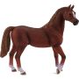 Arabian Stallion Chestnut