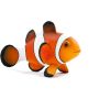 Clown Fish