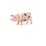 Cochon à Taches Noires Truie