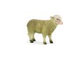 Sheep Ewe