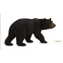 American Black Bear