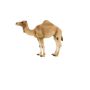 Arabian Camel