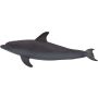 Bottle Nose Dolphin