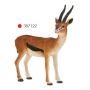 Thomson Gazelle Male
