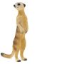Meerkat