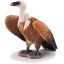 Griffon Vulture