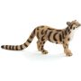 Clouded Leopard
