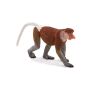 Proboscis Monkey