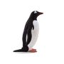 Gentoo Penguin