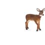 White Tailed Deer Doe
