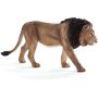 Male Lion