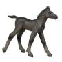 Arabian Foal