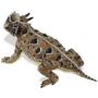 Horned Lizard