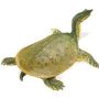 Soft Shell Turtle