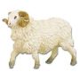 Ram