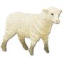 Ewe
