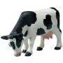 Holstein Cow Grazing
