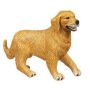 Golden Retriever Adult