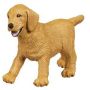 Golden Retriever Puppy