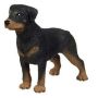 Rottweiler Adult