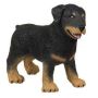 Rottweiler Puppy