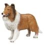 Collie Adult