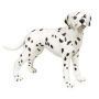 Dalmatian Adult