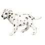Dalmatian Puppy