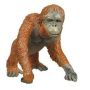Orangutan Adult