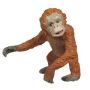 Orangutan Baby