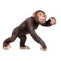 Chimpanzee Adult
