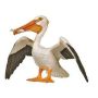 White Pelican
