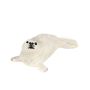 Harp Seal Pup