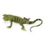 Iguana Adult